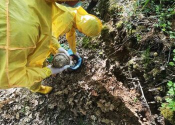 У лісосмузі Львова під час прогулянки чоловік виявив 20 кг ртуті