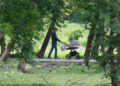 Зелених зон у Львові побільшає: на сесію винесуть питання створення нових скверів і парку