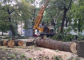 На чистку дерев у парку «Знесіння» планують витратити 310 тис. грн