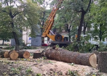 На чистку дерев у парку «Знесіння» планують витратити 310 тис. грн