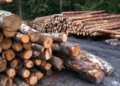 Рубка дерев на майже 600 тис. грн: на Львівщині судитимуть працівників лісогосподарського підприємства