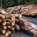 Рубка дерев на майже 600 тис. грн: на Львівщині судитимуть працівників лісогосподарського підприємства